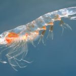 L’huile de krill comme complément alimentaire pour les sportifs