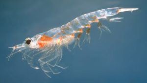 huile de krill comme complement alimentaire pour sportif