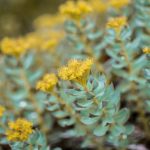 La Rhodiola Rosea contre le stress