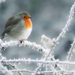 Prendre soin des oiseaux en hiver