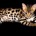 Le Savannah : croisement entre un serval et un chat domestique