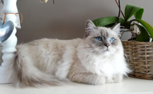 Le chat Ragdoll