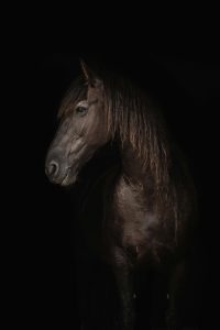 le cheval colosse aux pieds argile les pathologies