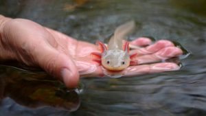 Axolotl, lié à une découverte sur les soins de la peau.