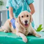 Assurance animale : ce que propose Agria pour bien protéger votre compagnon