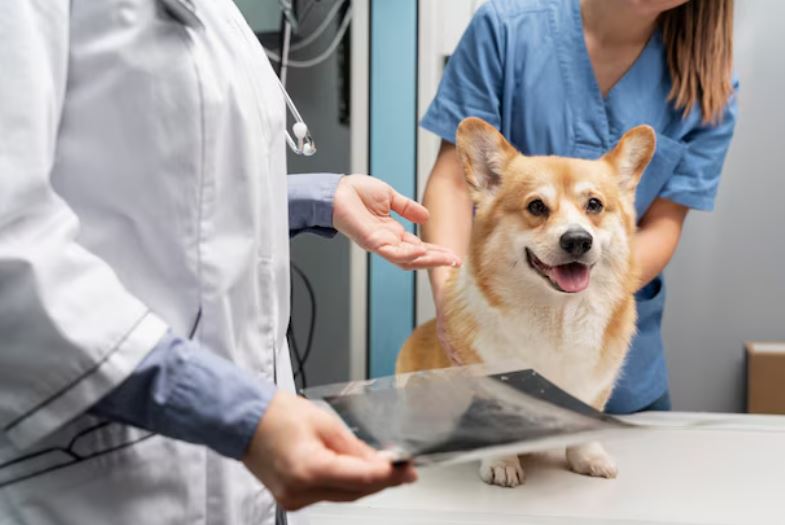 Une vétérinaire présentant une radiographie à côté d'un chien