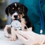 Ce que signifie assurer la santé animale dans la pratique chez Agria