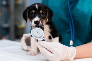 Un vétérinaire portant des gants de protection utilise un stéthoscope pour examiner avec douceur un jeune chiot noir et blanc