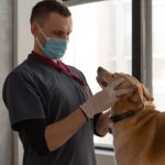 Agria : la protection optimale pour la santé des animaux de compagnie