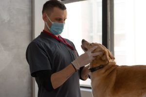 un vétérinaire portant une tenue médicale grise, des gants et un masque chirurgical, examinant doucement la tête d'un chien à poil court de couleur fauve